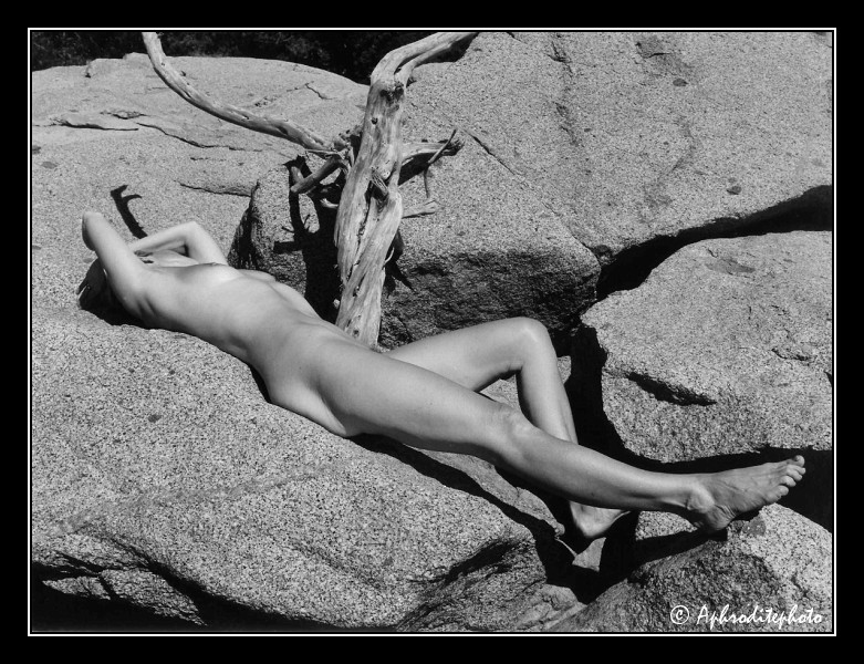 202 Le bois mort